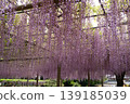 wisteria flowers in full bloom 139185039