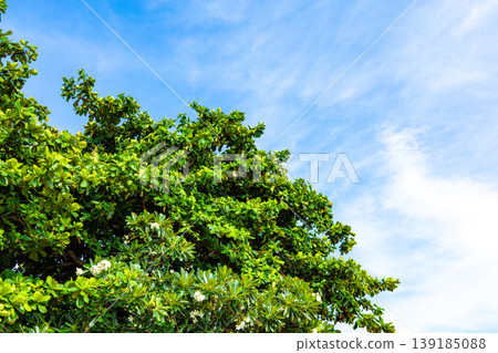 Fresh green and blue sky Fresh green and blue sky 139185088