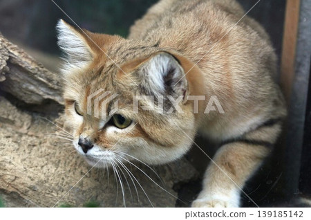 Sand cat walking wild cat: A scene of a rare desert animal in action Sand cat walking wild cat: A scene of a rare desert animal in action 139185142