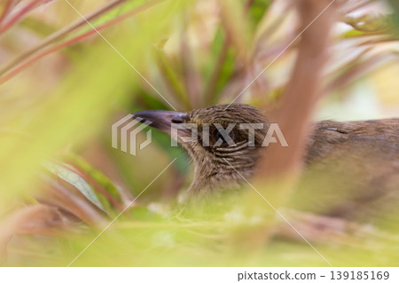 Olive-winged Bulbul Resting on Nest Hidden in Dense Foliage 139185169