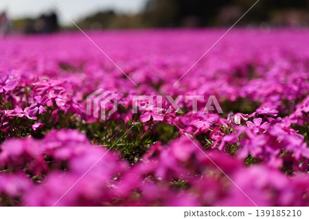 米薩櫻花盛開 米薩櫻花盛開 139185210