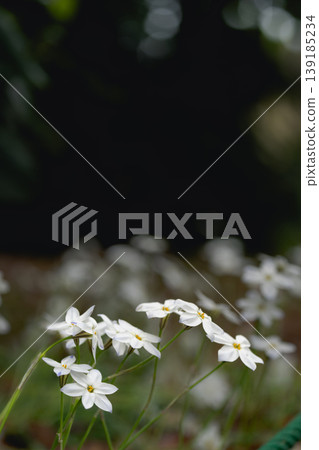 白色的伊菲翁花在柔和模糊的背景下綻放；一幅春日自然景象；留有文字空間。 139185234