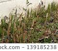 Whose child is this horsetail? Whose child is this horsetail? 139185238