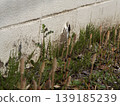 Whose child is this horsetail? Whose child is this horsetail? 139185239