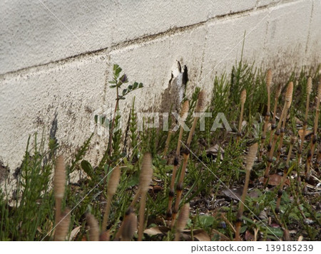Whose child is this horsetail? Whose child is this horsetail? 139185239