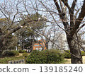 Iyoshino started to bloom 139185240