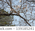Iyoshino started to bloom 139185241