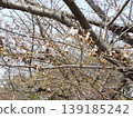 Iyoshino started to bloom 139185242
