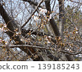 Iyoshino started to bloom 139185243