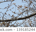 Cherry trees that have begun to bloom 139185244