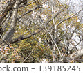Cherry blossoms starting to bloom at the Kojima Flower Garden 139185245