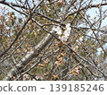 Cherry blossoms starting to bloom at the Kojima Flower Garden 139185246