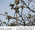 Kojima Flower Association's flower garden cherry tree avenue: cherry trees with still tightly closed buds. 139185247
