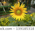 Bright Yellow Sunflower Helianthus Annuus in Summer Garden 139185318
