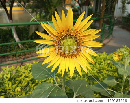 Bright Yellow Sunflower Helianthus Annuus in Summer Garden Bright Yellow Sunflower Helianthus Annuus in Summer Garden 139185318