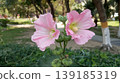 Delicate Pink Hollyhock Flowers Alcea Rosea in the Park 139185319