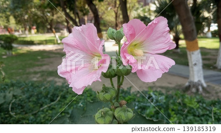 Delicate Pink Hollyhock Flowers Alcea Rosea in the Park Delicate Pink Hollyhock Flowers Alcea Rosea in the Park 139185319