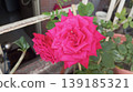 Beautiful Deep Pink Rose Flower in Full Bloom Close Up 139185321