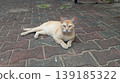 Orange Tabby Cat Lying Down on Brick Pattern Pavement 139185322