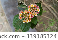 Colorful Lantana Camara West Indian Lantana Flowers in Bloom 139185324