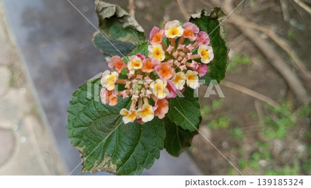 Colorful Lantana Camara West Indian Lantana Flowers in Bloom Colorful Lantana Camara West Indian Lantana Flowers in Bloom 139185324
