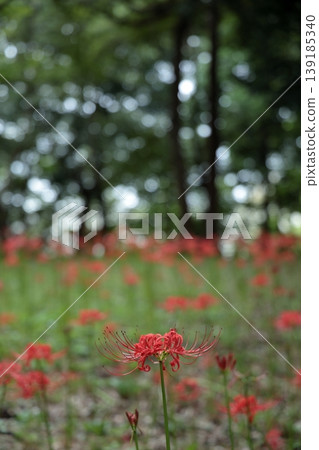 紅蜘蛛百合 139185340