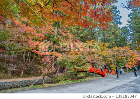 Autumn foliage at Oguni Shrine, Ichinomiya, Totomi Province, Morimachi (Shizuoka Prefecture) 139185347