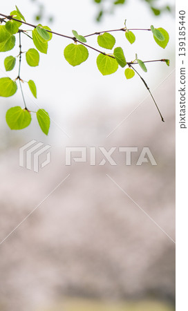 Spring greenery and cherry blossoms in a blurred background, vertical composition, smartphone background, with space for copying. Spring greenery and cherry blossoms in a blurred background, vertical composition, smartphone background, with space for copying. 139185440