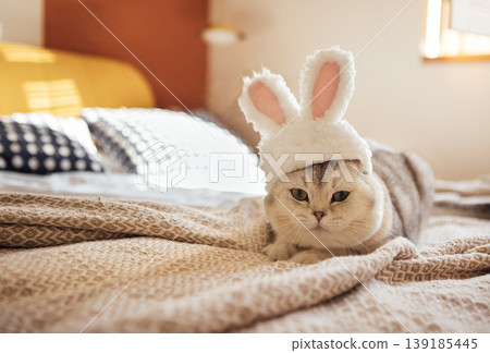 Domestic cat wearing a fluffy white bunny hat with pink ears lying on a cozy bed with patterned blanket and decorative pillows in a well-lit room Domestic cat wearing a fluffy white bunny hat with pink ears lying on a cozy bed with patterned blanket and decorative pillows in a well-lit room 139185445