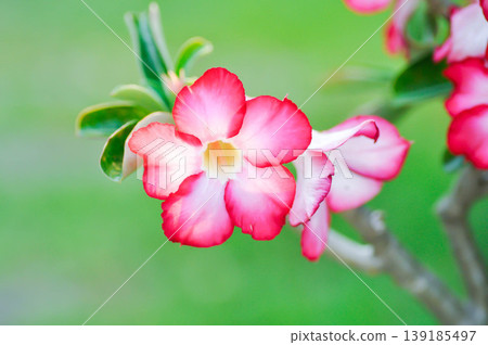 Desert rose, APOCYACEAE or Adenium obesum or Mock Azalea or red bignonia or Impala lily or red and white flower Desert rose, APOCYACEAE or Adenium obesum or Mock Azalea or red bignonia or Impala lily or red and white flower 139185497