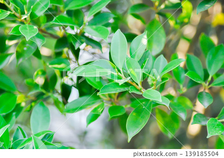 banyan tree or Ficus annulata or ficus bengalensis banyan tree or Ficus annulata or ficus bengalensis 139185504