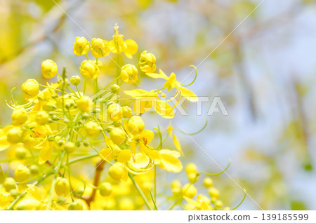 Golden shower , Cassia fistula or pudding pipe tree or Cassia fistula Linn and sky 139185599