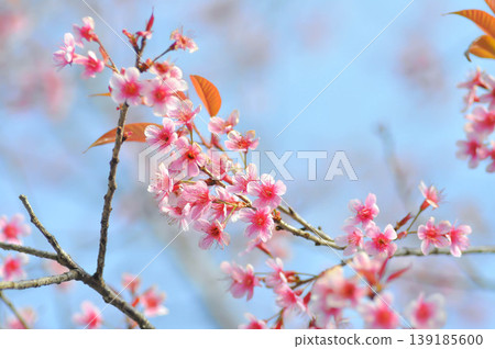 Wild Himalayan Cherry or Wild Himalayan tree or Sour cherry Wild Himalayan Cherry or Wild Himalayan tree or Sour cherry 139185600