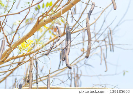 Golden shower , Cassia fistula or pudding pipe tree or Cassia fistula Linn with flower and fruit 139185603