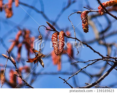 Flower of acaricide Flower of acaricide 139185623
