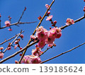 藍天下的梅花 139185624
