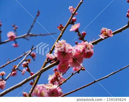 藍天下的梅花 藍天下的梅花 139185624