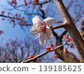 白梅花 139185625