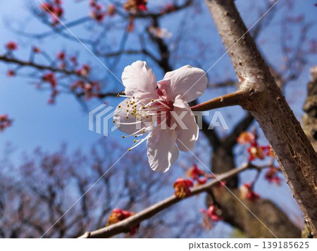 白梅花 白梅花 139185625