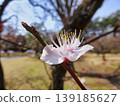 白梅花 139185627