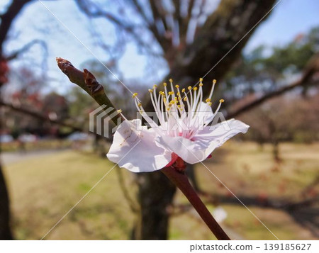 白梅花 白梅花 139185627
