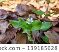 Hakobe的白花 139185628