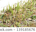 Whose child is this horsetail? Whose child is this horsetail? 139185676