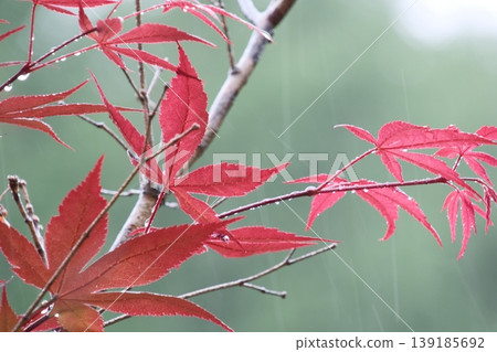 A beautiful macro shot of red autumn leaves glistening with raindrops, and the gentle falling rain against a backdrop of fresh green foliage. A beautiful macro shot of red autumn leaves glistening with raindrops, and the gentle falling rain against a backdrop of fresh green foliage. 139185692
