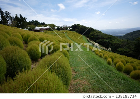 一片翠綠的地膚草田映襯著夏日的藍天——真是一幅令人心曠神怡的美麗景象。 一片翠綠的地膚草田映襯著夏日的藍天——真是一幅令人心曠神怡的美麗景象。 139185734
