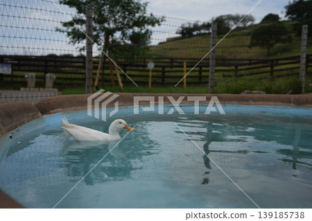 Cute ducks relaxing at Mother Farm - a heartwarming encounter with animals. 139185738