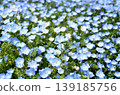 Beautiful nemophila in Fukai, Kitamoto City, Saitama Prefecture 139185756