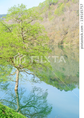 和賀川沿岸美麗的清新綠意,水下森林,岩手縣 和賀川沿岸美麗的清新綠意,水下森林,岩手縣 139185757