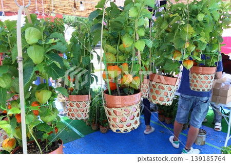 淺草鈴木市 139185764