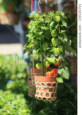 淺草鈴木市 139185791